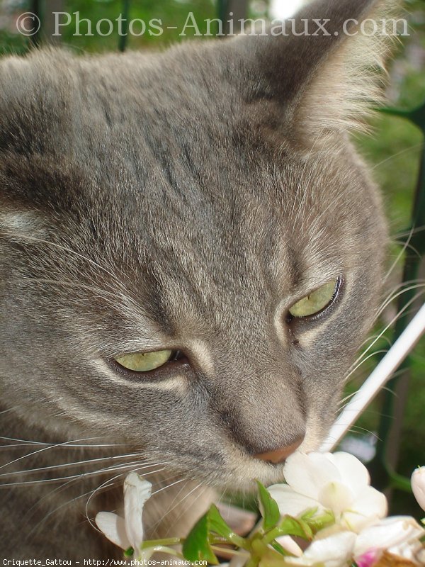 Photo de Chat domestique