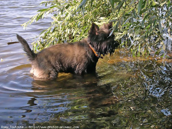 Photo de Cairn terrier