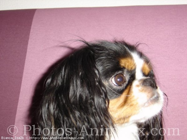 Photo de Cavalier king charles spaniel