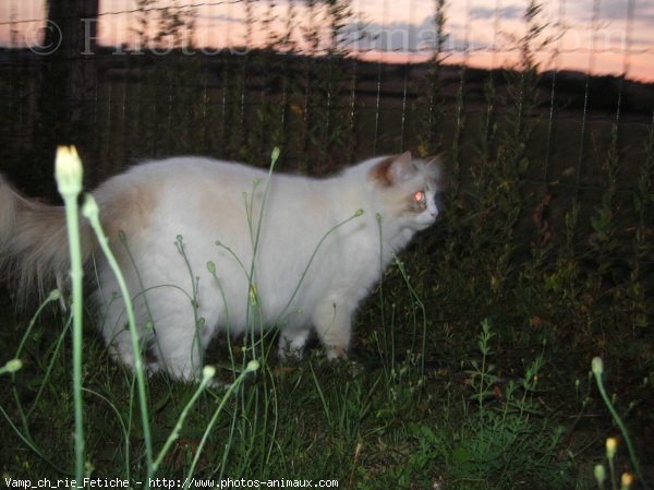 Photo de Ragdoll