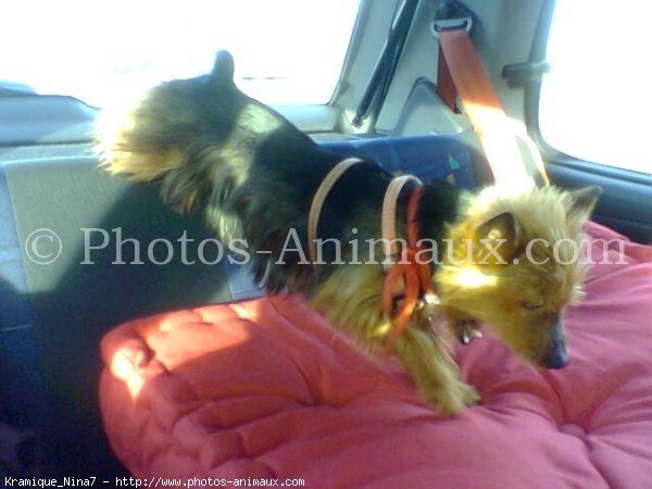 Photo de Yorkshire terrier