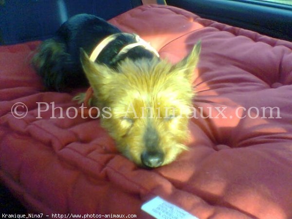 Photo de Yorkshire terrier