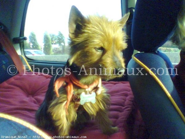 Photo de Yorkshire terrier