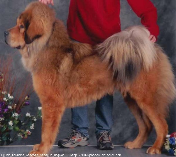 Photo de Dogue du tibet