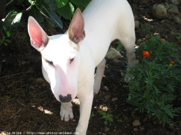 Photo de Bull terrier miniature