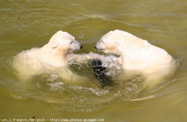 Photo d'Ours