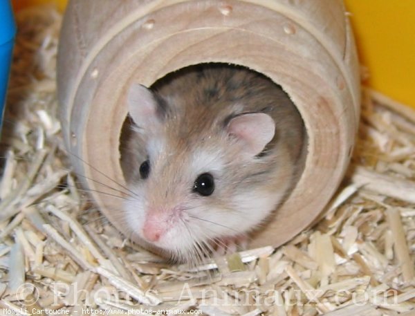 Photo de Hamster