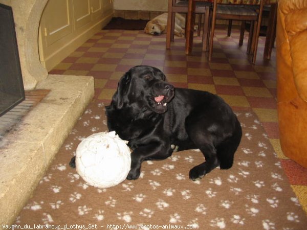 Photo de Labrador retriever