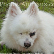 Photo de Spitz moyen