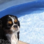 Photo de Cavalier king charles spaniel