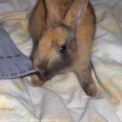 Photo de Lapin