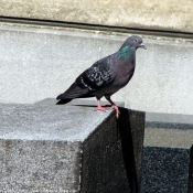 Photo de Pigeon