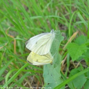 Photo de Papillon