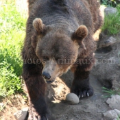 Photo d'Ours