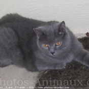 Photo de Chartreux