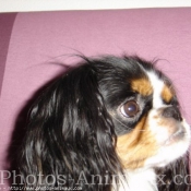 Photo de Cavalier king charles spaniel