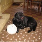 Photo de Labrador retriever