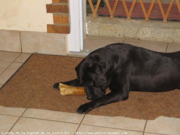 Photo de Labrador retriever