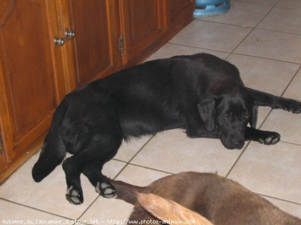 Photo de Labrador retriever