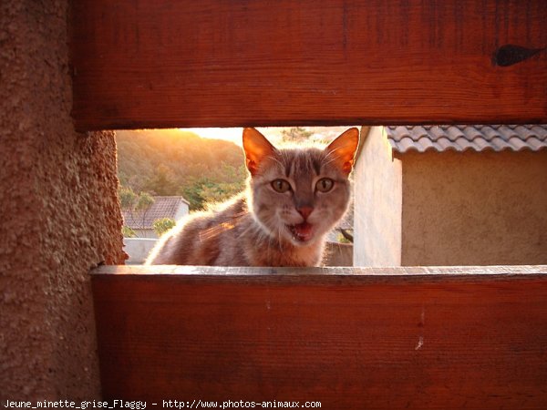 Photo de Chat domestique