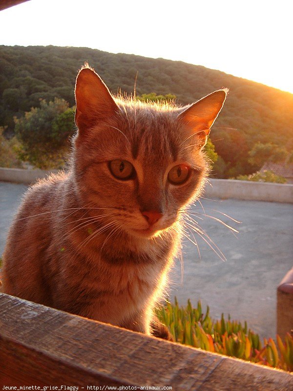 Photo de Chat domestique