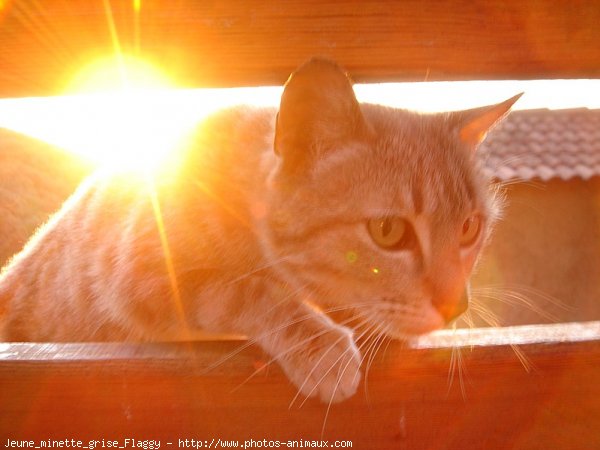 Photo de Chat domestique