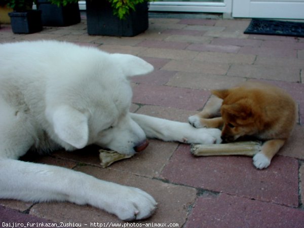 Photo d'Akita inu