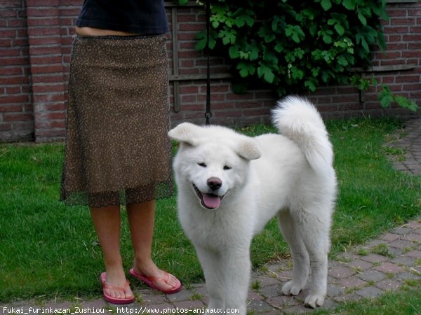 Photo d'Akita inu