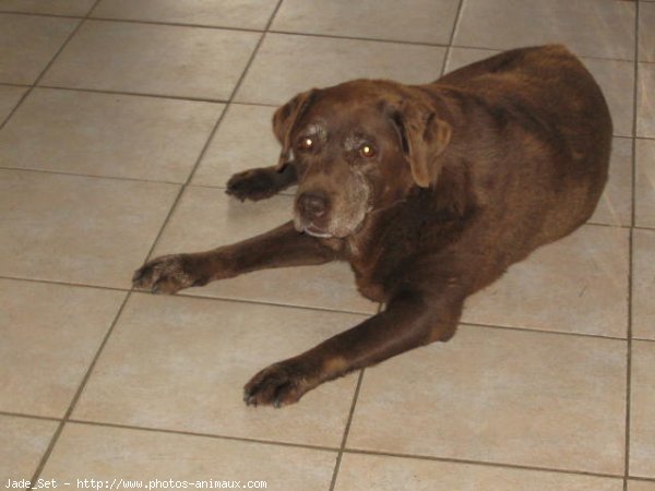 Photo de Labrador retriever