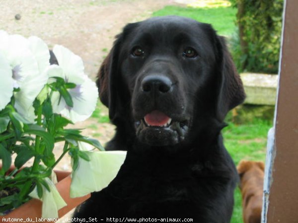 Photo de Labrador retriever