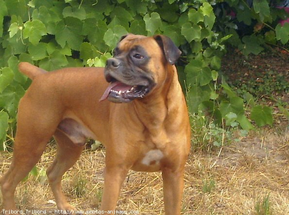 Photo de Boxer