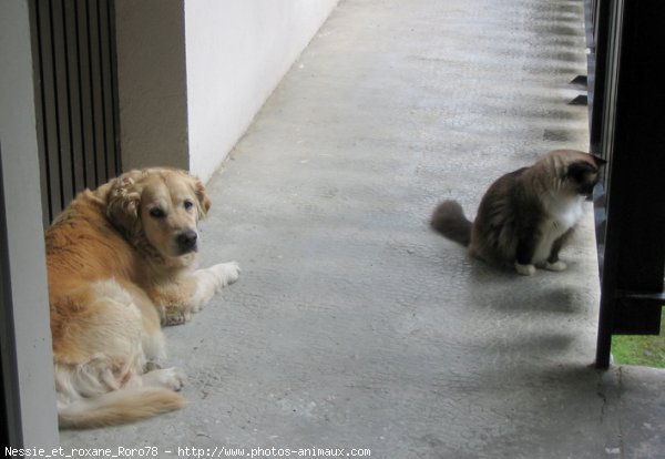 Photo de Golden retriever