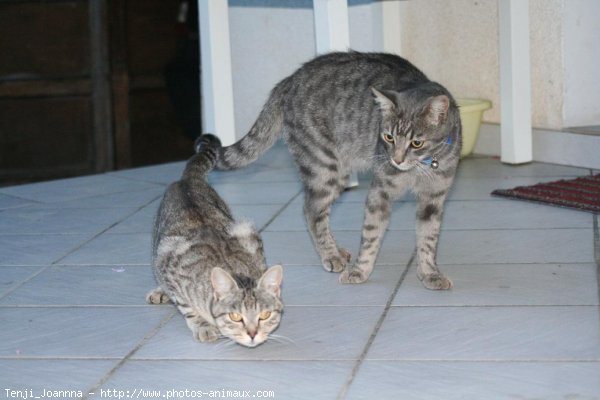 Photo de Chat domestique