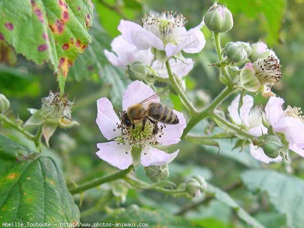 Photo d'Abeille