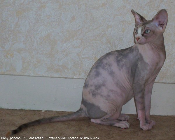 Photo de Sphynx