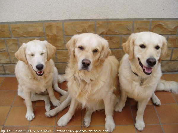 Photo de Golden retriever