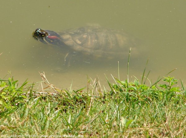 Photo de Tortue