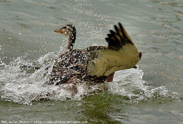 Photo de Canard