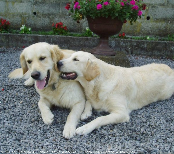 Photo de Golden retriever