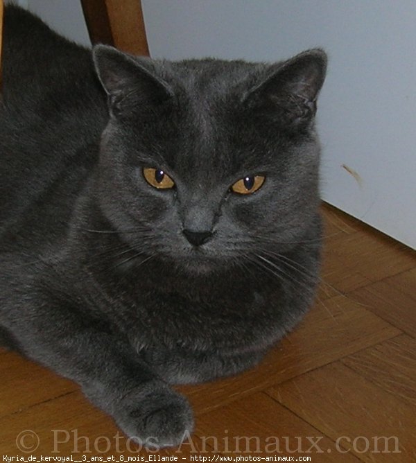 Photo de Chartreux