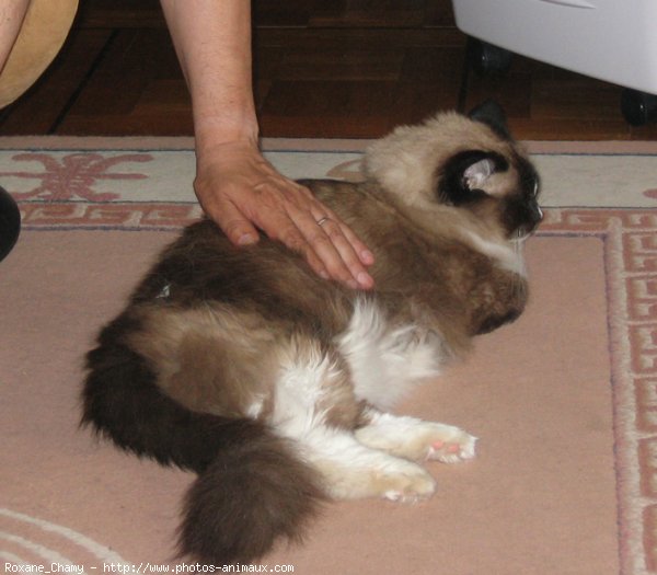 Photo de Ragdoll