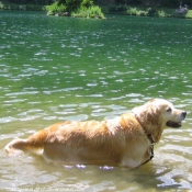 Photo de Golden retriever