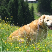 Photo de Golden retriever