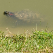 Photo de Tortue