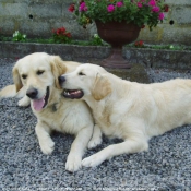 Photo de Golden retriever