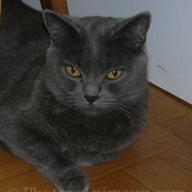 Photo de Chartreux