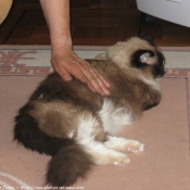 Photo de Ragdoll