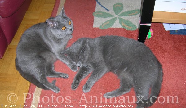 Photo de Chartreux