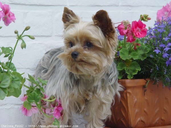 Photo de Yorkshire terrier