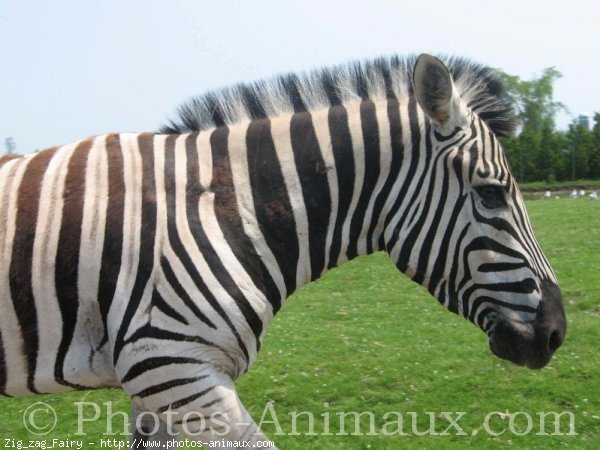 Photo de Zebre